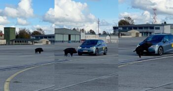 4activeSystems experiments with testing system to prevent roadkill 4activeSystems experiments with testing system to prevent roadkill